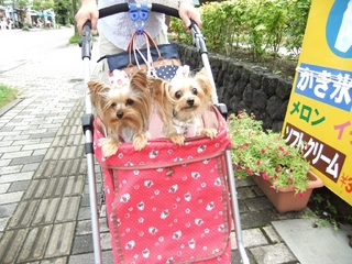 2011_0823はる0071.jpg