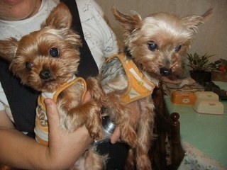 2011_0823はる0122.jpg