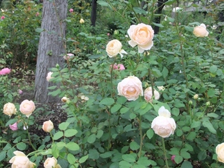 2011_0823はる0195.jpg